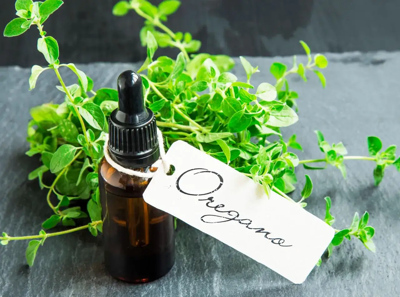 Butelka olejku z oregano, obok świeżych gałązek tej rośliny. Idealny do naturalnych zastosowań.