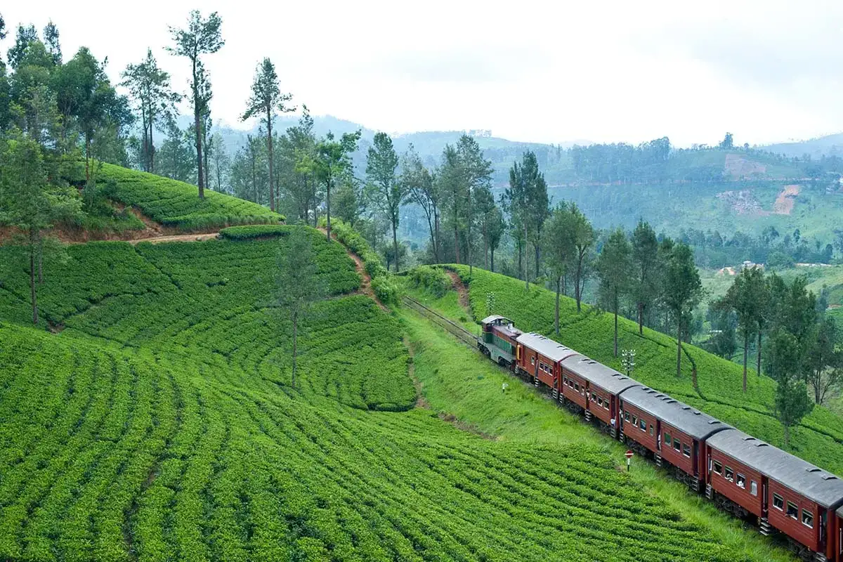 Roter Zug f&auml;hrt durch gr&uuml;ne Teeplantagen auf Sri Lanka. Die malerische Zugfahrt von Kandy nach Ella ist ein unvergessliches Erlebnis.