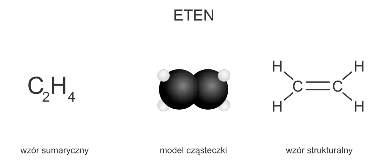 Eten, prosty przykład alkenów, przedstawiony jako wzór sumaryczny C₂H₄, model cząsteczki i wzór strukturalny z podwójnym wiązaniem.