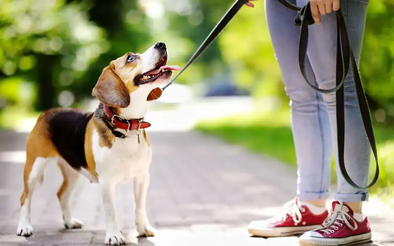 Un chien de Pavlov, un beagle tricolore, attend patiemment sa récompense, la langue sortie, le regard fixé sur sa maîtresse.