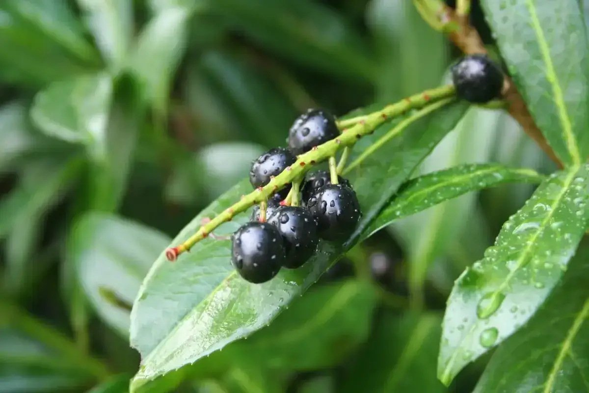 Gl&auml;nzende, dunkle Beeren am Zweig. Vorsicht: Kirschlorbeer ist giftig und sollte nicht verzehrt werden.