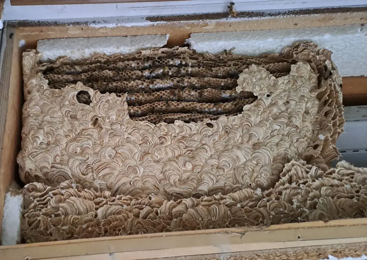 Großes Wespennest mit vielen Zellen und Wespen. Man sieht, wann Wespen ihr Nest verlassen, wenn sie auf Futtersuche sind.