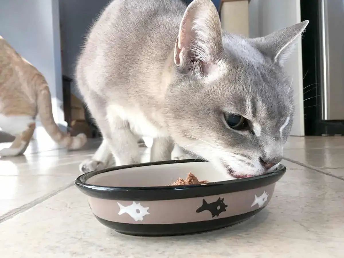 Chat gris mange avec appétit dans sa gamelle décorée, une aide pour stimuler l'appétit du chat insuffance rénale.