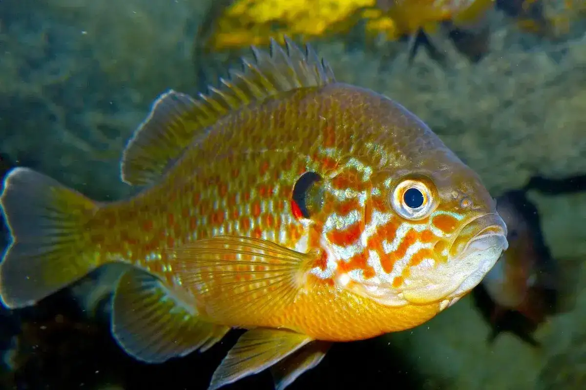 Un poisson perche soleil aux couleurs vives, avec des taches orange et blanches sur fond dor&eacute;, nage dans l'eau.