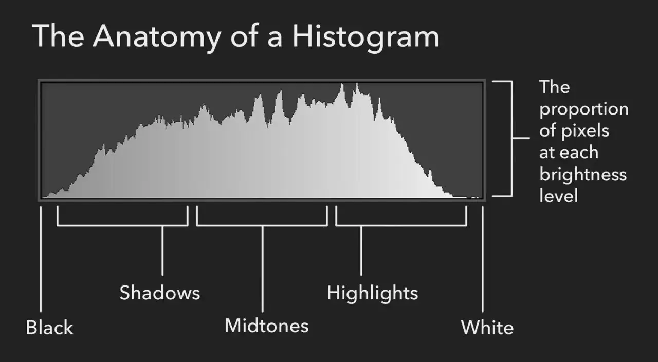Histogram analizujący rozkład jasności w fotografii, pokazujący cienie, tony średnie i światła.