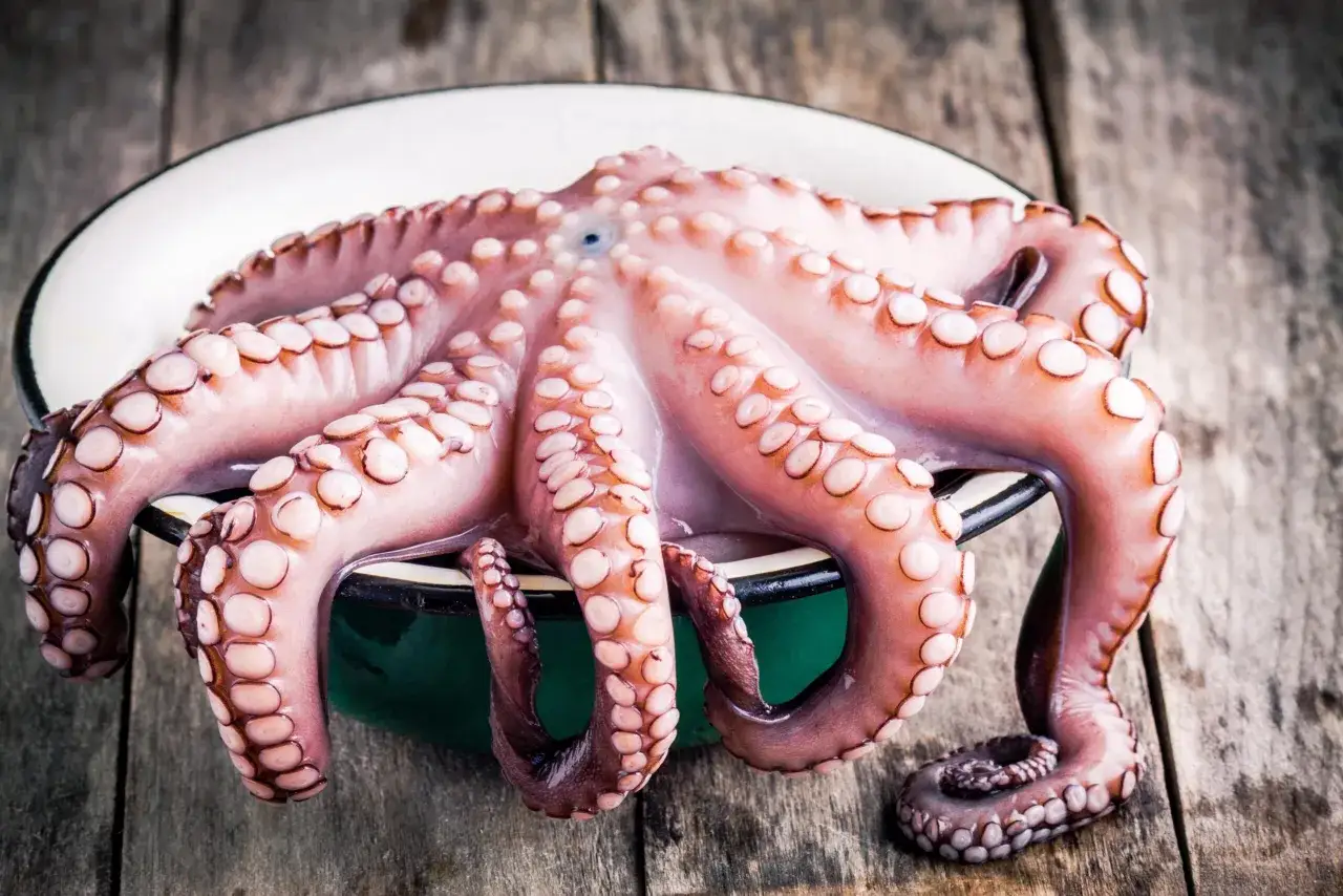 Pulpo fresco listo para cocinar, esperando el fin de la veda del pulpo en Galicia.