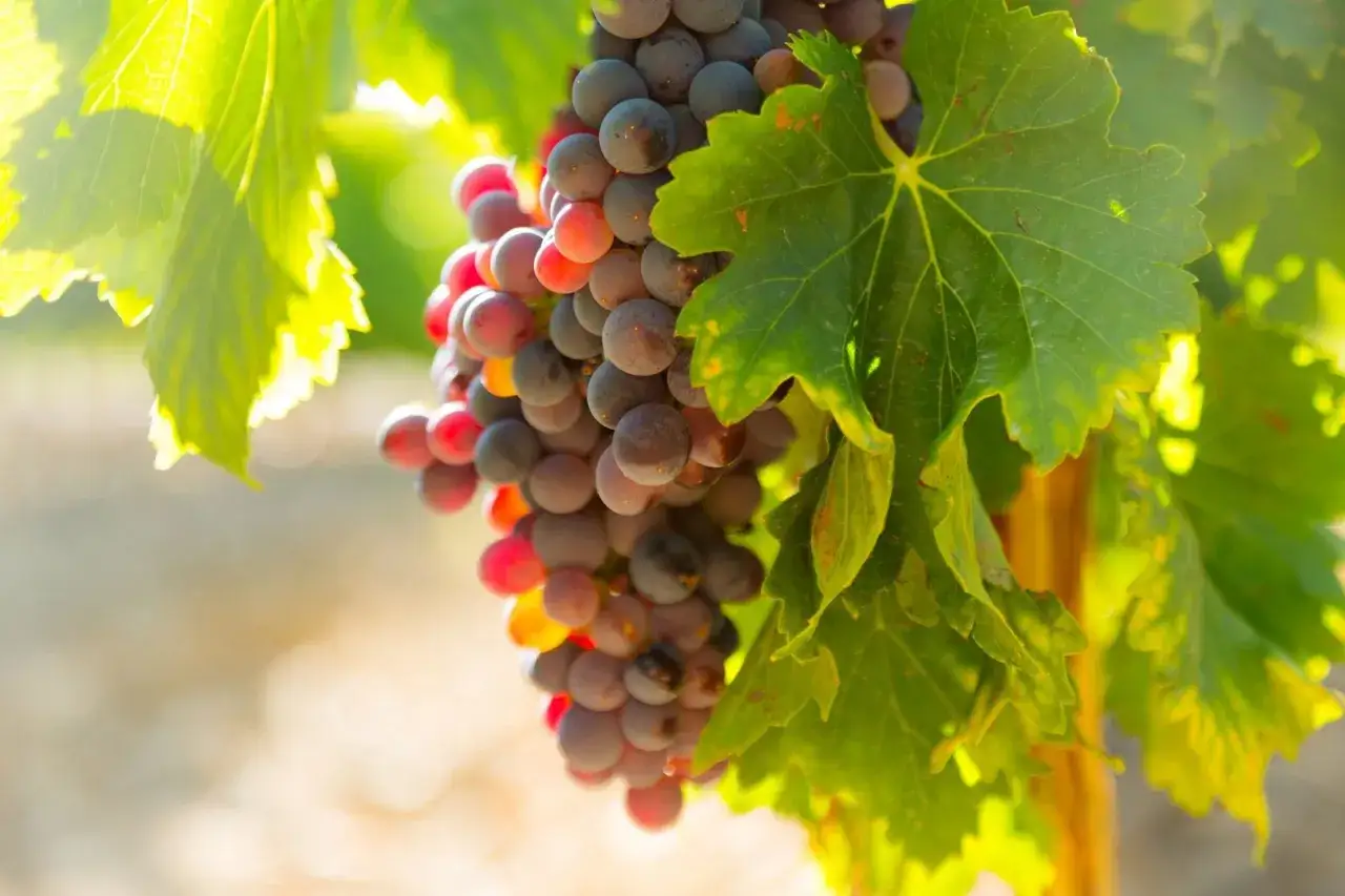 Grappe de raisin d'un cepage rouge, baies mûres et juteuses sous le soleil d'été.