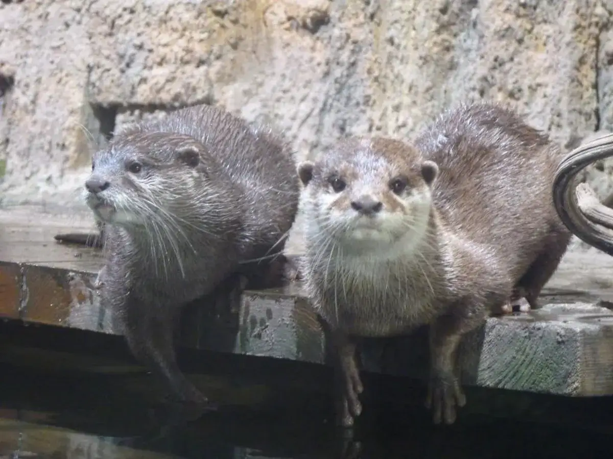 Dos nutrias curiosas en el ecomuseo fluviarium de Li&eacute;rganes, con sus bigotes mojados y miradas atentas.