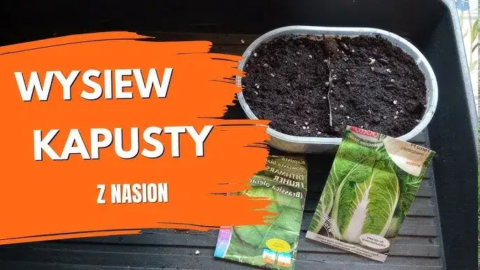 Siew nasion kapusty na rozsadę