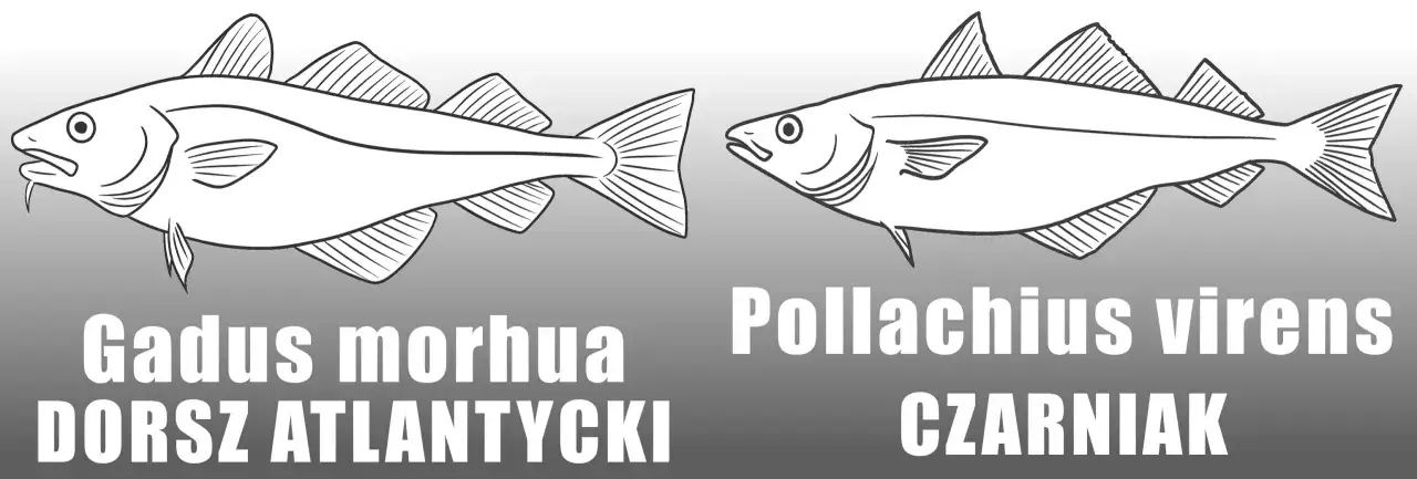 Dwa gatunki ryb: dorsz atlantycki (Gadus morhua) i czarniak (Pollachius virens). Który lepszy?