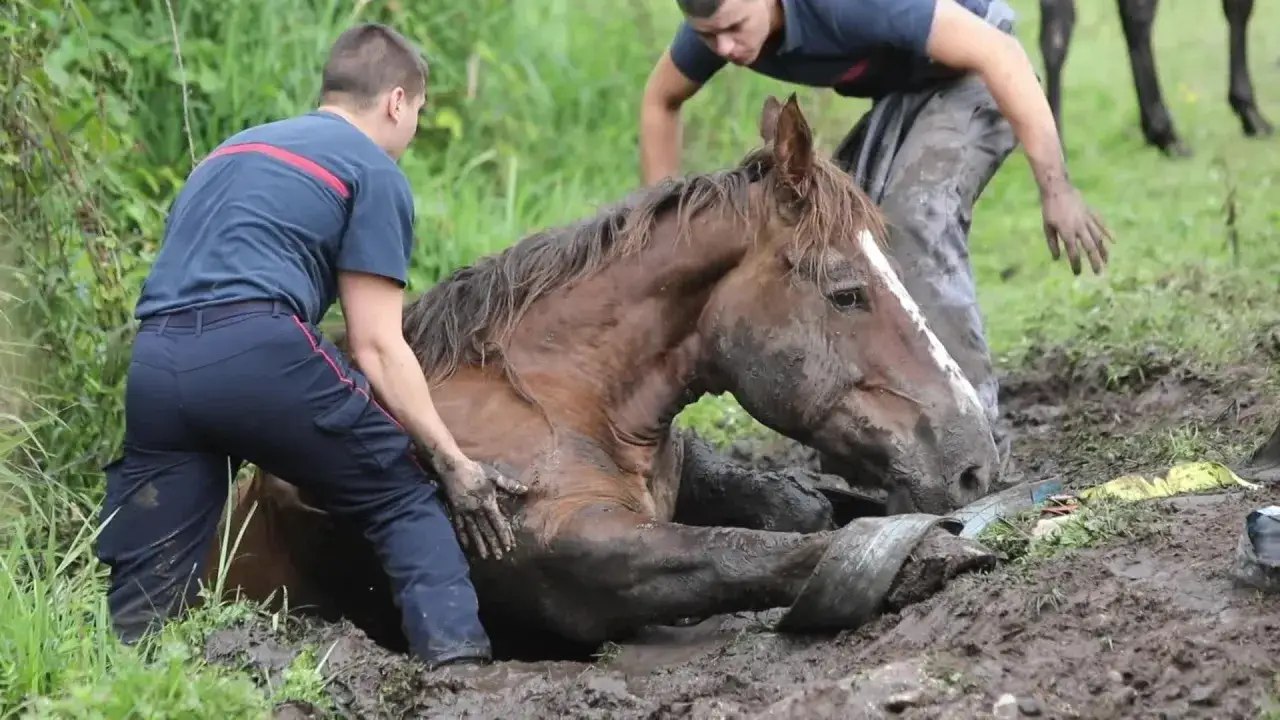 Deux hommes aident un cheval marron enlisé dans la boue, suite à un accident. Ils tentent de le dégager.