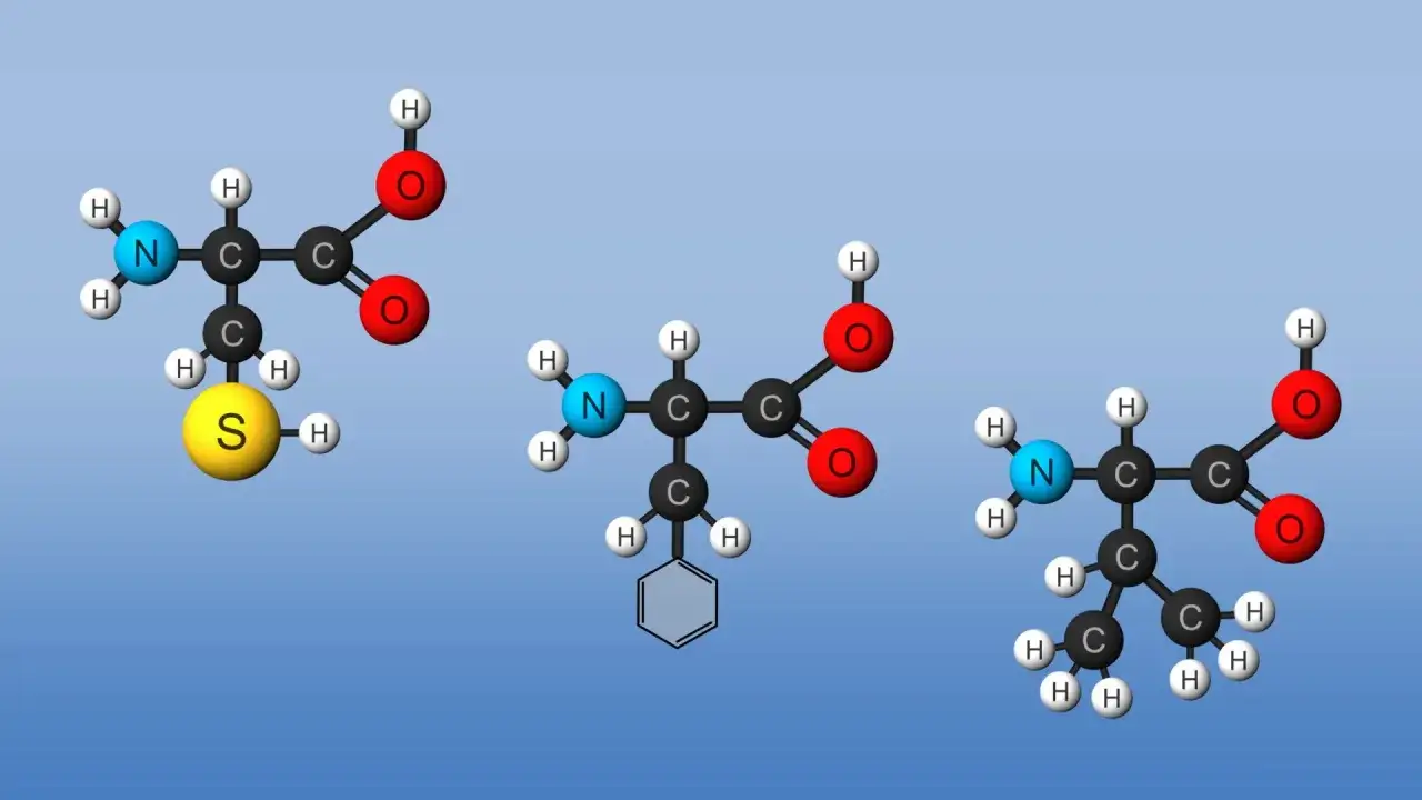 Drei Aminosäuren, Bausteine von Proteinen: Methionin, Phenylalanin und Leucin.