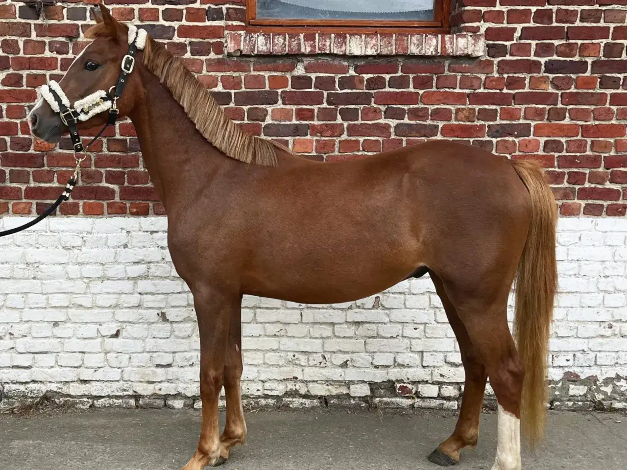 Un grand poney bai, fier et bien sell&eacute;, se tient devant un mur de briques rouges et blanches.