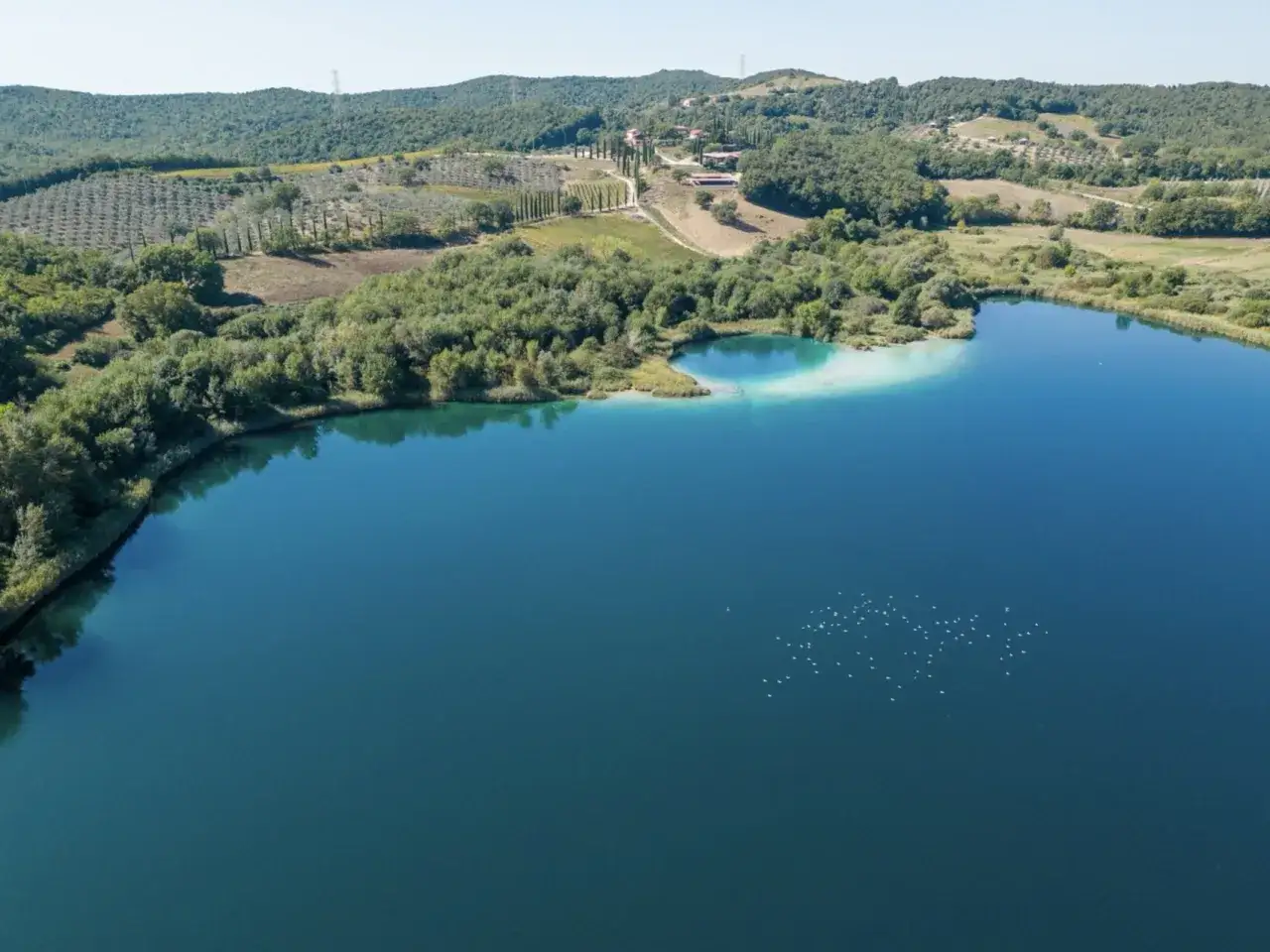 Vasta distesa blu del lago dell'Accesa, con una spiaggia chiara e vegetazione lussureggiante tutt'intorno. Un gruppo di uccelli bianchi naviga sulla superficie.
