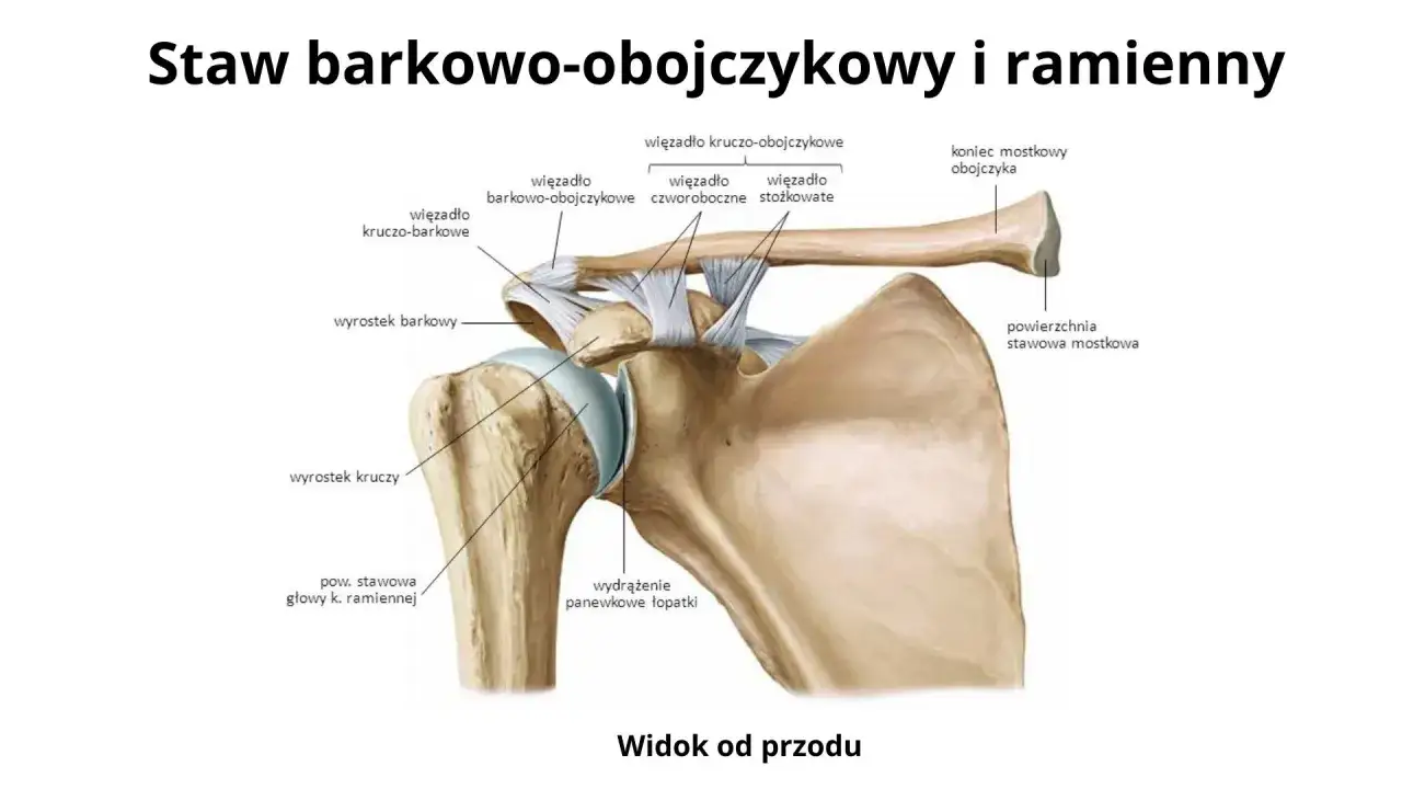Anatomia stawu barkowo-obojczykowego i ramiennego z widocznymi więzadłami i kośćmi.
