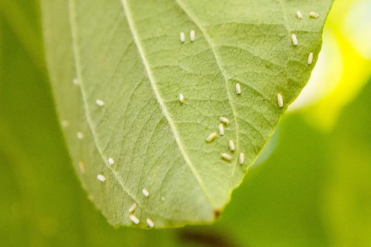 Piccoli insetti bianchi infestano una foglia verde. &Egrave; necessario intervenire per eliminare afidi bianchi e salvare la pianta.