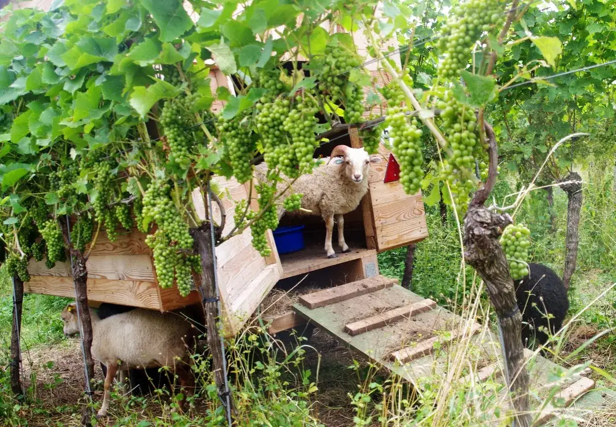 Schafe grasen unter &uuml;ppigen Weinreben. Ein Schaf blickt aus einem Holzunterschlupf. Biodynamischer Weinbau in Aktion.