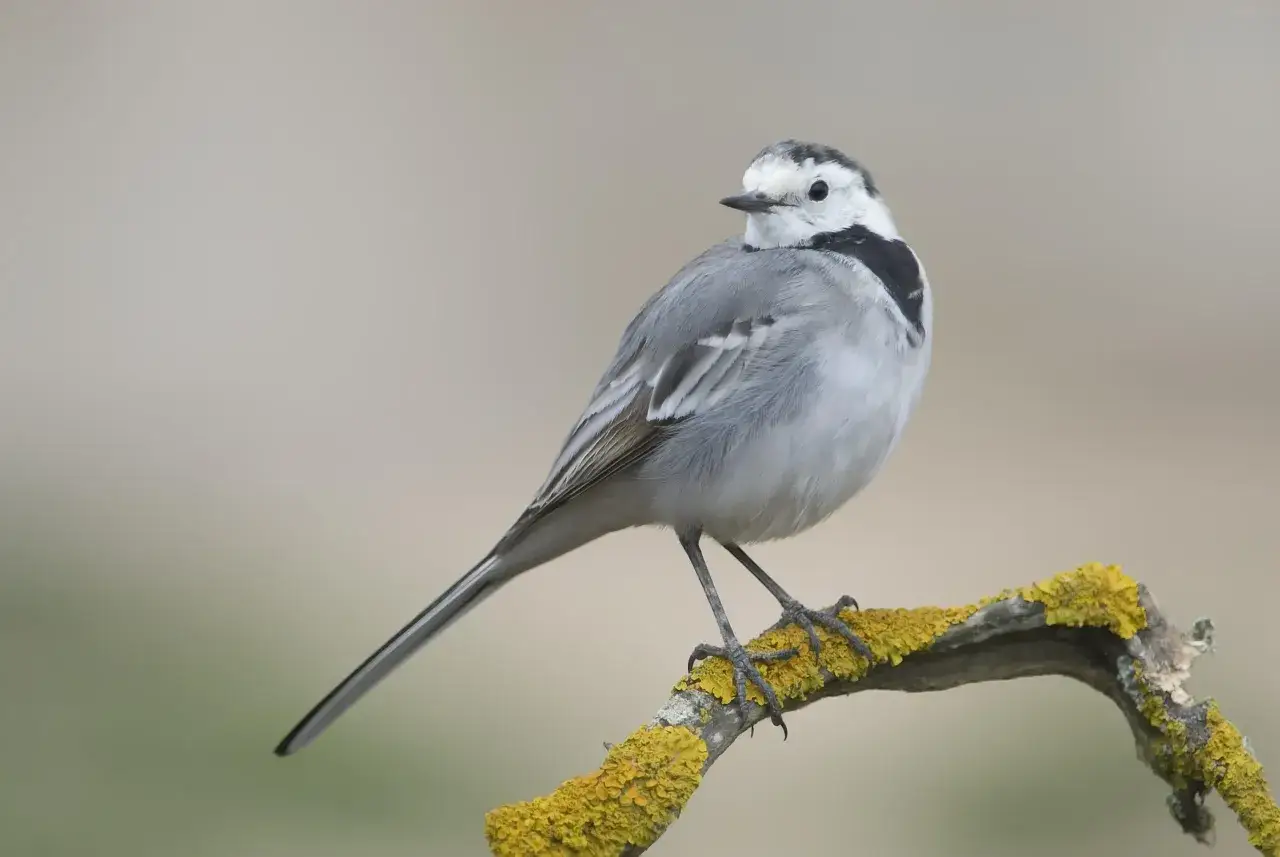 Una lavandera blanca, con su plumaje gris y blanco, se posa en una rama cubierta de l&iacute;quen amarillo.
