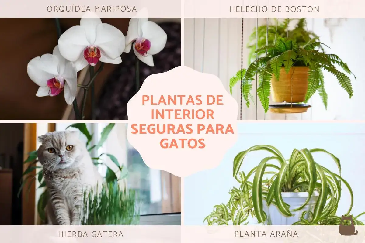 Orqu&iacute;dea mariposa, helecho de Boston, hierba gatera y planta ara&ntilde;a: plantas buenas para gatos que decoran tu hogar.