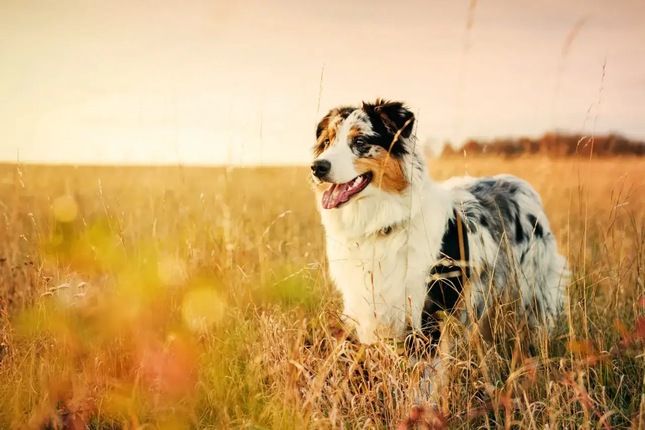 Ein wundersch&ouml;ner Australian Shepherd steht im goldenen Abendlicht in hohem Gras.