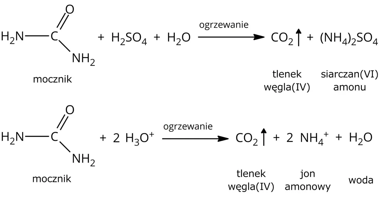 Dwie reakcje chemiczne z mocznikiem. Pierwsza: mocznik + H₂SO₄ + H₂O → CO₂↑ + (NH₄)₂SO₄. Druga: mocznik + 2 H₃O⁺ → CO₂↑ + 2 NH₄⁺ + H₂O.