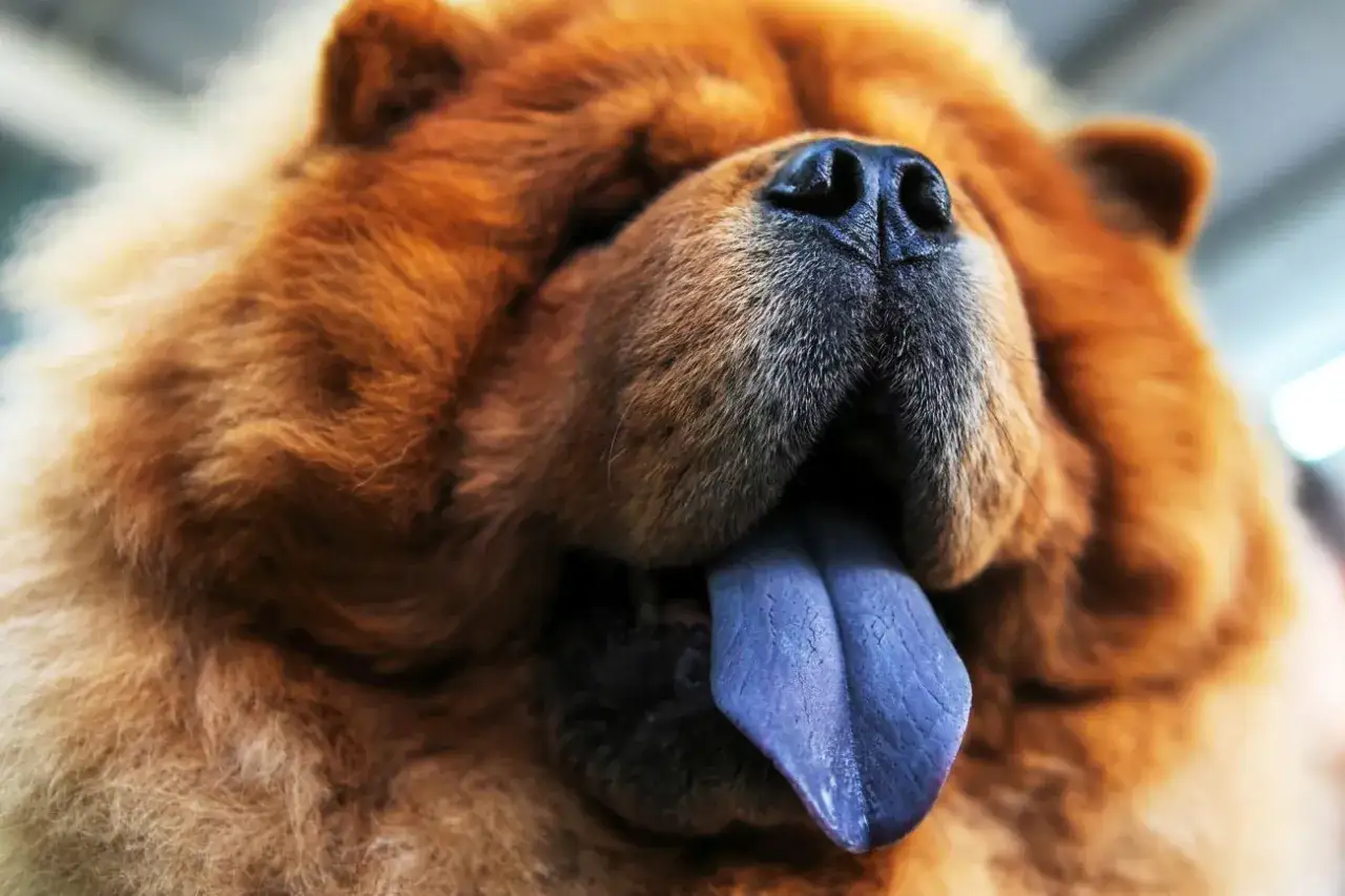 Chow chow z fioletowym językiem wystaje z puszystej, rudej sierści.