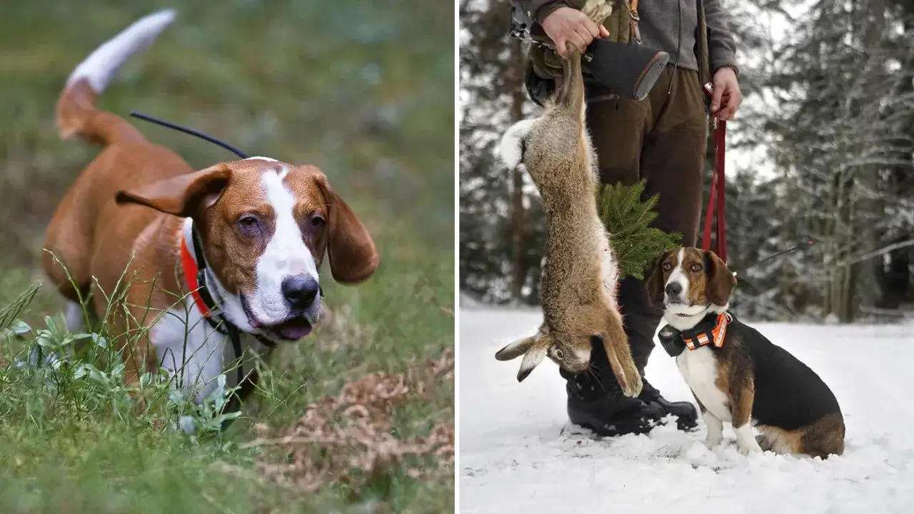 En drever hund i skogen, redo f&ouml;r jakt. Till h&ouml;ger sitter en annan drever bredvid en j&auml;gare som h&aring;ller upp ett byte i sn&ouml;n.