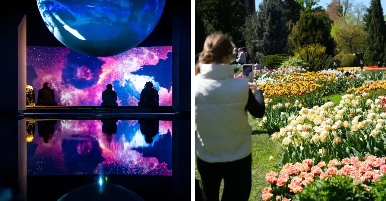 Majówka we Wrocławiu: kosmiczna instalacja i kwitnące tulipany.