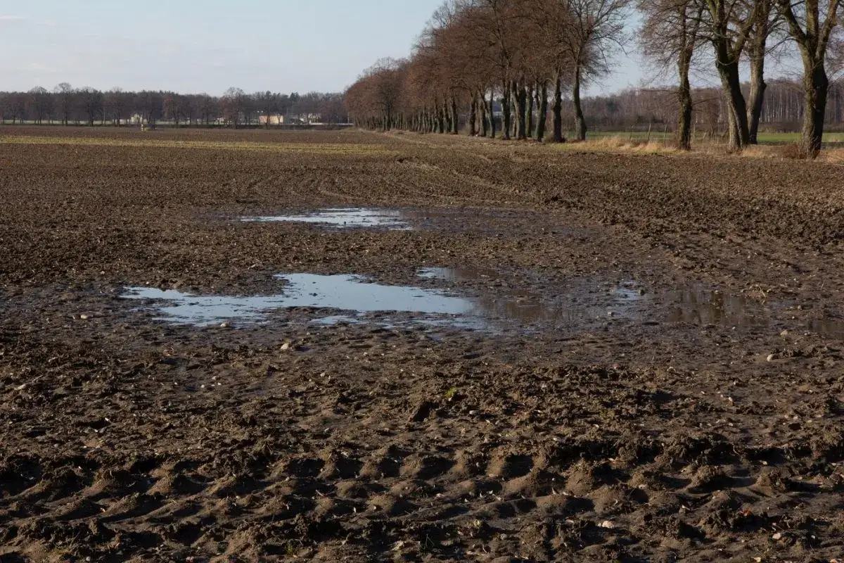 Błotniste pole po głęboszowaniu, z kałużami i śladami opon. W oddali widać rząd drzew i zabudowania.