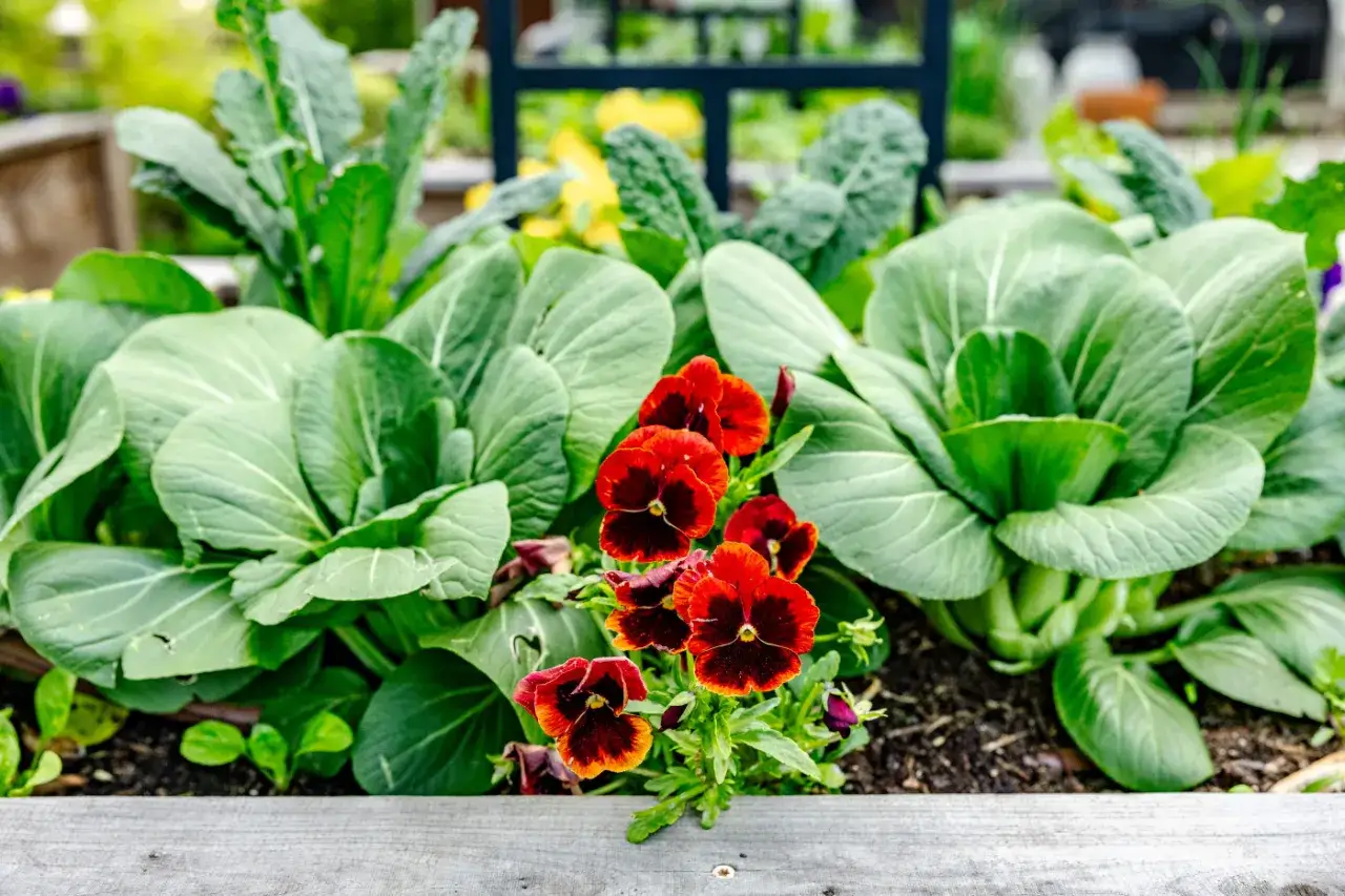 A raised garden bed shows what to grow: lush bok choy, kale, and vibrant red pansies.