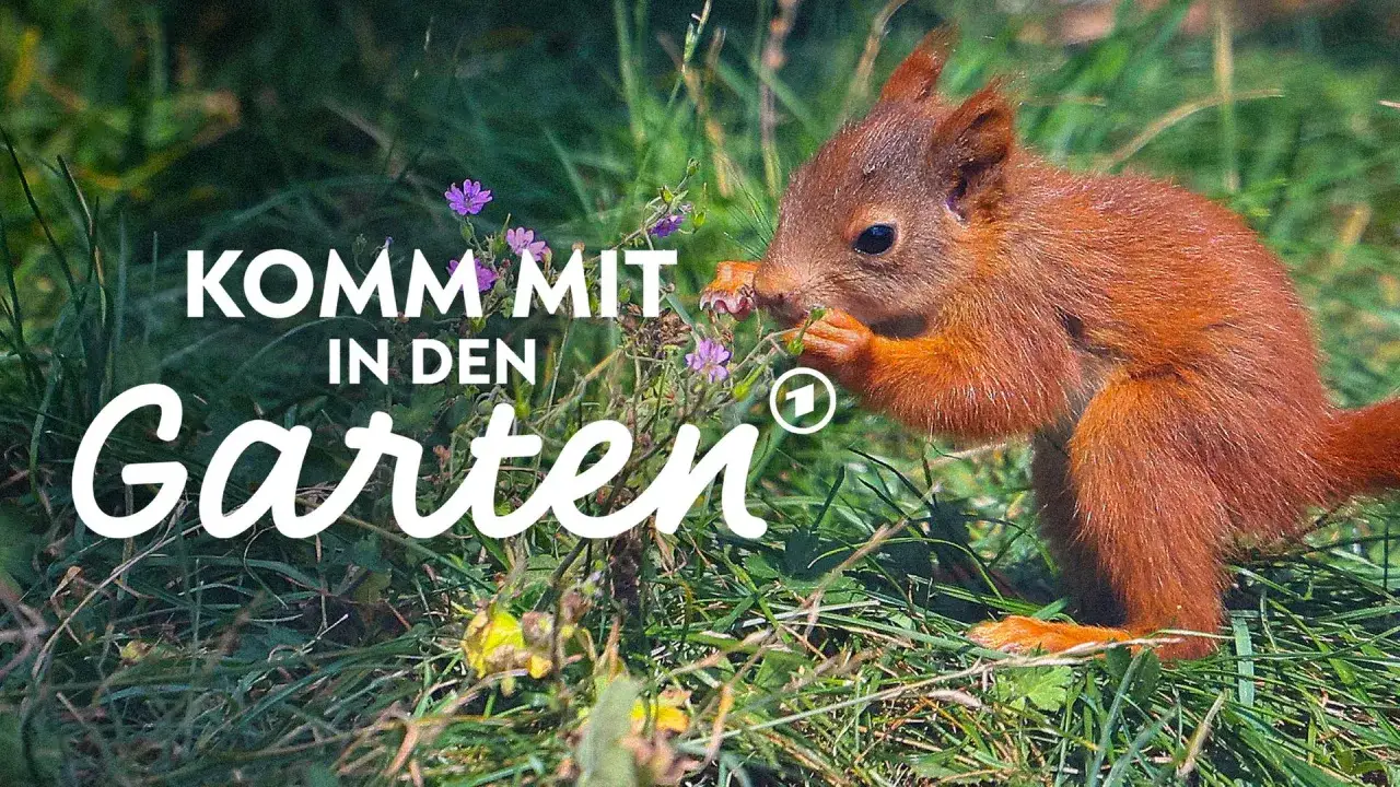 Ein Eichh&ouml;rnchen knabbert an Blumen im Garten. Was ist ein Kobel? Ein Kobel ist das Nest eines Eichh&ouml;rnchens, oft hoch in B&auml;umen gebaut.