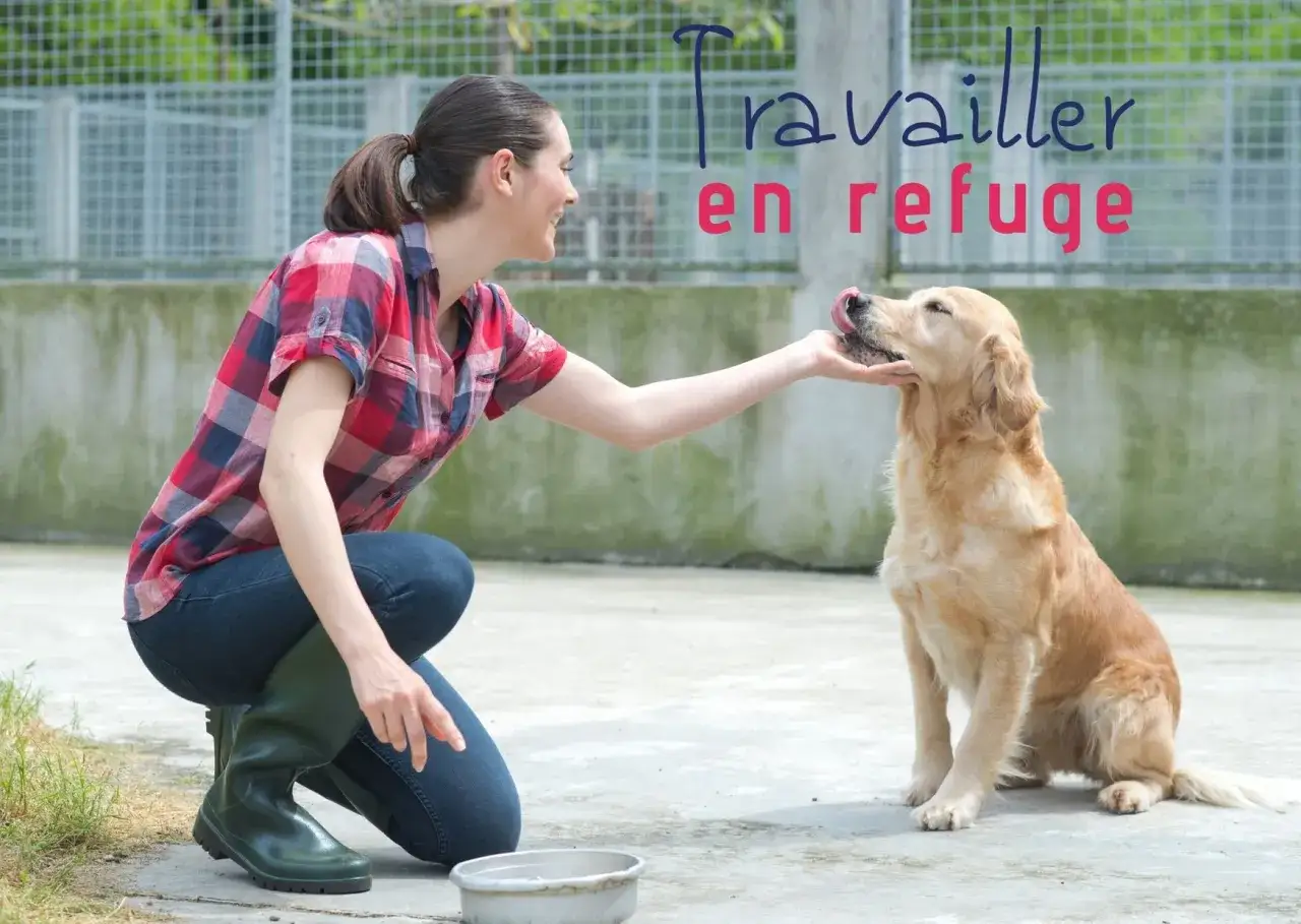 Une femme accroupie caresse un chien golden retriever. Elle semble heureuse de travailler dans un refuge.