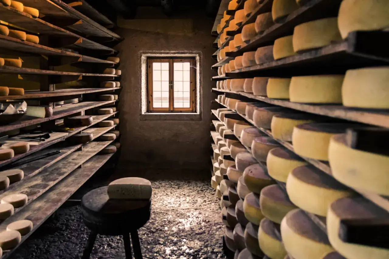 Dans une cave sombre, des meules de fromage, comme un doux sucre de lait, reposent sur des étagères en bois. Une fenêtre laisse filtrer une lumière douce.