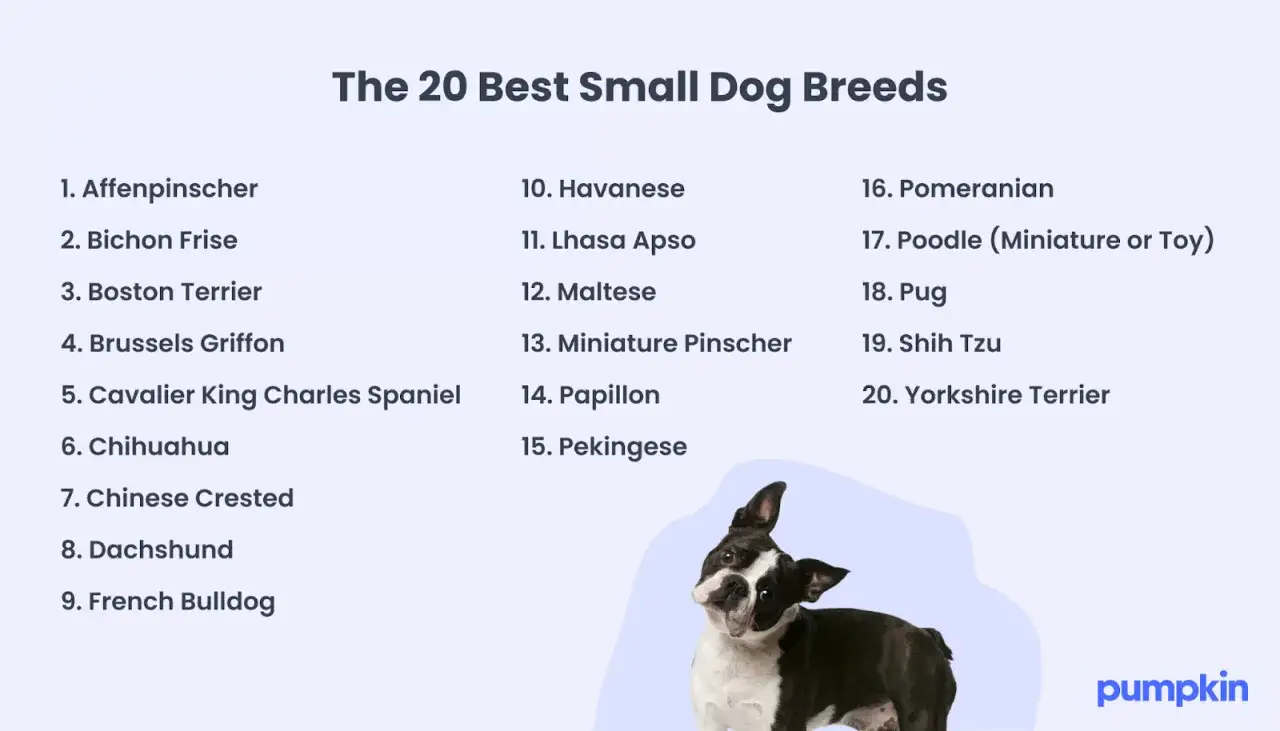 Lista &ouml;ver de 20 b&auml;sta sm&aring; hundraserna, med en s&ouml;t Boston Terrier som visar upp sig. Perfekt f&ouml;r dig som &auml;lskar sm&aring; hundar!