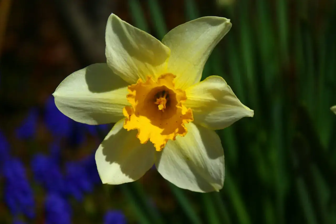 En gul narcissus pseudonarcissus blommar i solljus, med blå blommor i bakgrunden.