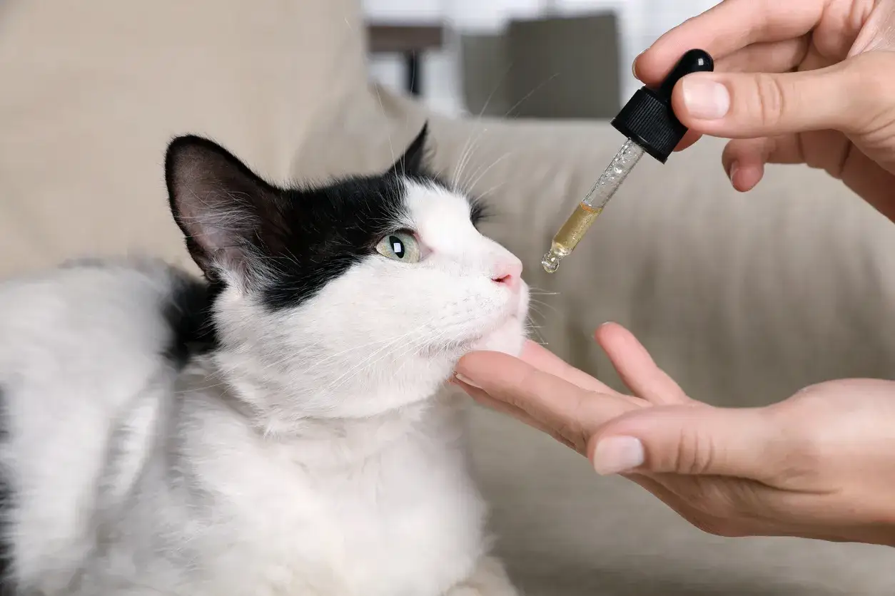A black and white cat looks up as a dropper with liquid, likely prednisolone for cats, is held near its nose.