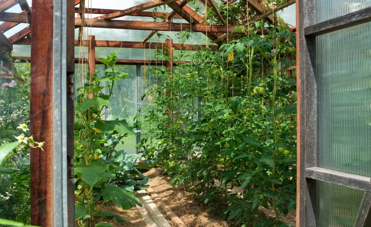 Tomaten und Gurken wachsen üppig in einem Gewächshaus. Die Pflanzen sind an Schnüren hochgebunden und gedeihen nebeneinander.