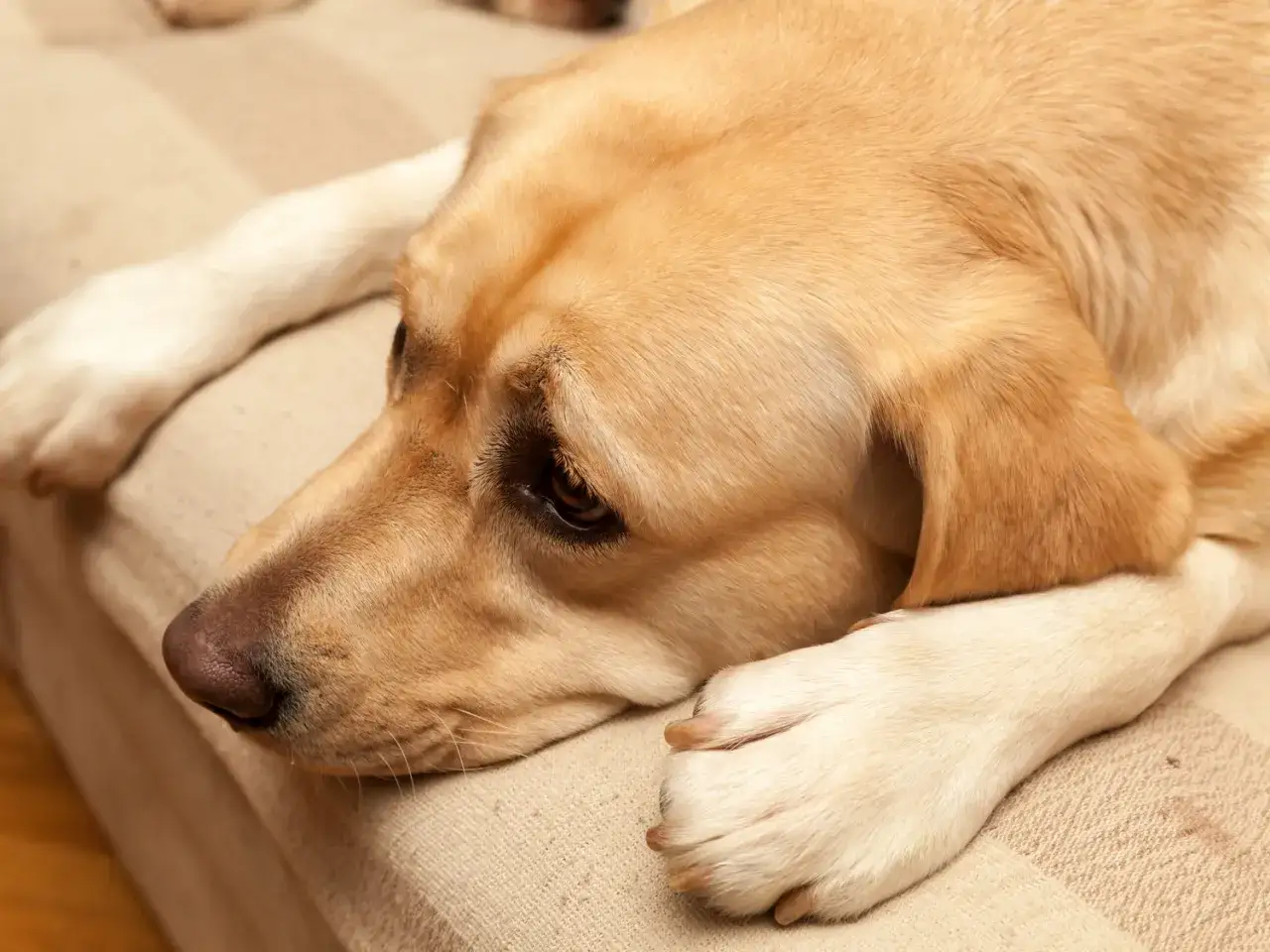Un perro labrador con pelaje dorado yace en un sofá, mostrando signos de letargo. Sus ojos tristes y su postura relajada sugieren un momento de descanso profundo.