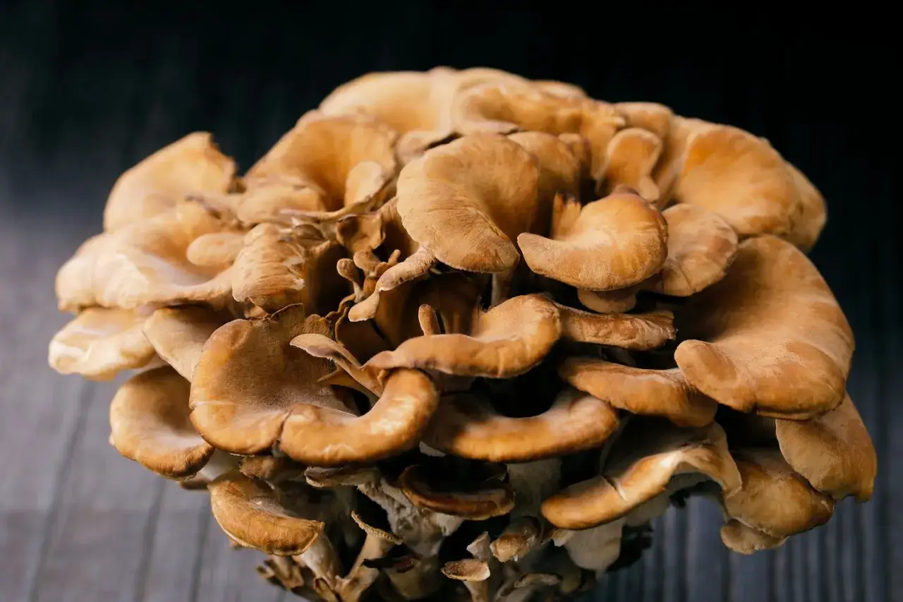 Un fungo Maitake, noto per le sue eccezionali propriet&agrave; benefiche, con cappelli ondulati e color miele su uno sfondo scuro.