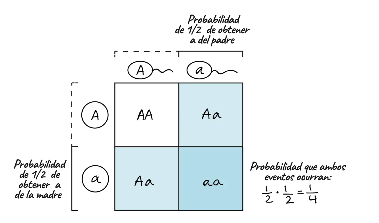 Cuadro de Punnett ilustrando ley de Mendel ejemplos: gametos A y a del padre y madre, resultando en genotipos AA, Aa, aa.