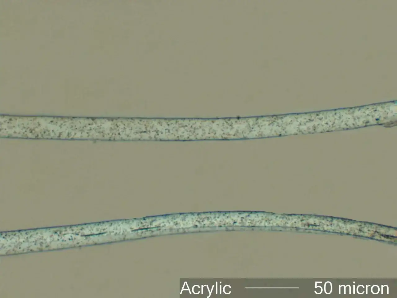Fibre di materiale acrilico viste al microscopio, con particelle scure disperse. La scala indica 50 micron.