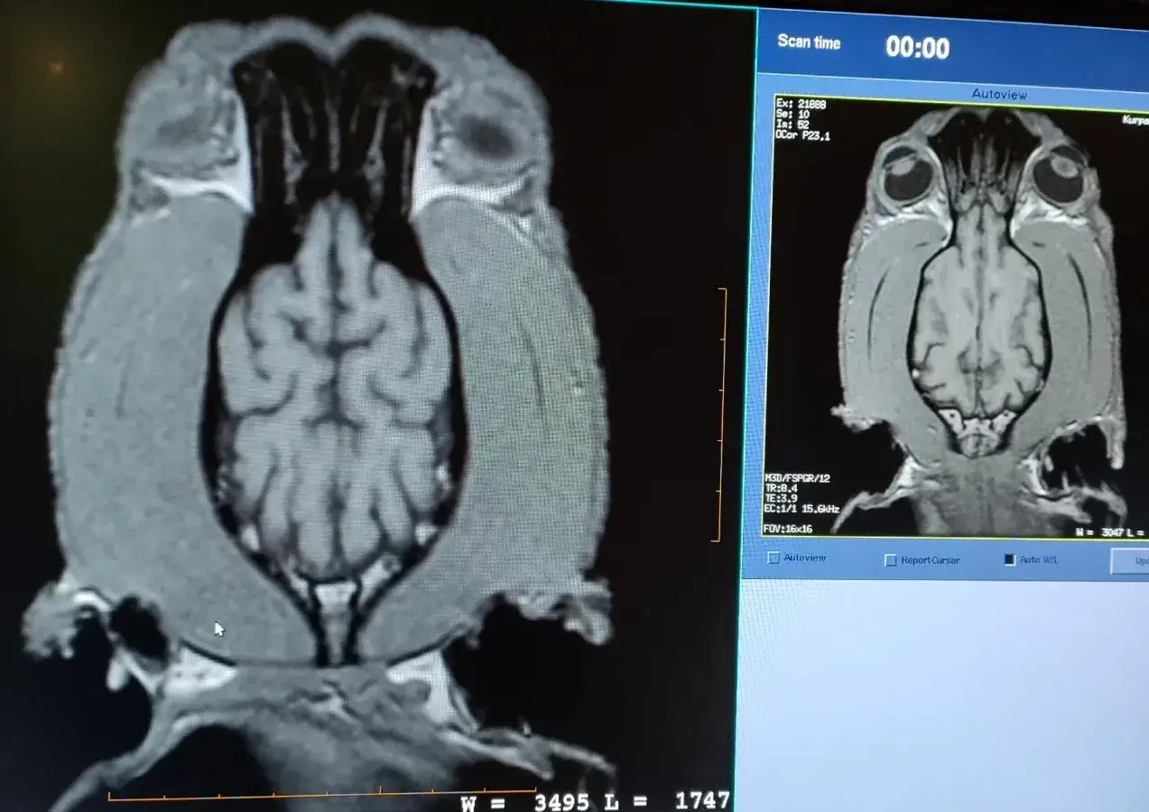 Skan mózgu psa fMRI