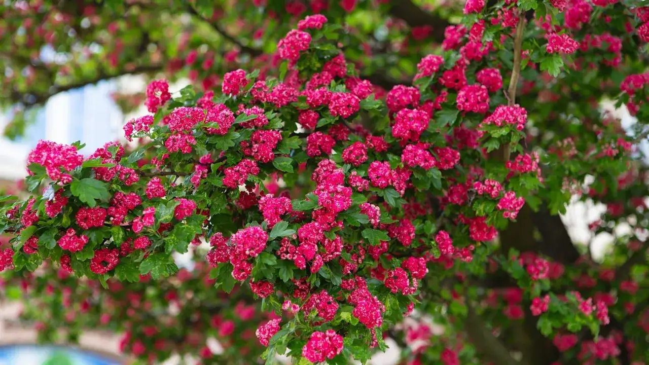 Ein eingriffeliger Wei&szlig;dorn bl&uuml;ht &uuml;ppig mit vielen kleinen, leuchtend pinken Bl&uuml;ten und gr&uuml;nen Bl&auml;ttern.