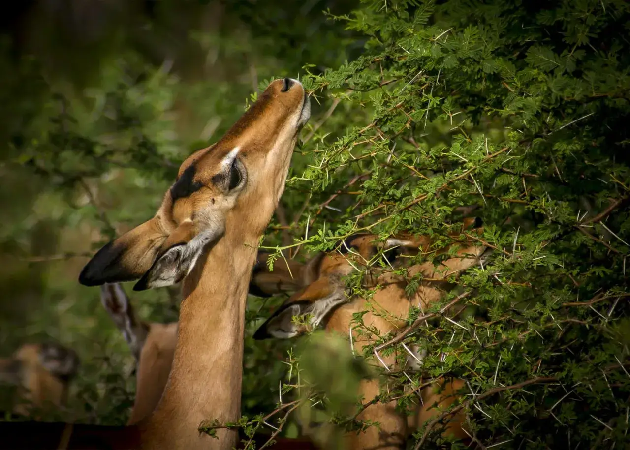 Un impala de cuello largo se alimenta de hojas espinosas. Otro impala se esconde entre la vegetaci&oacute;n.