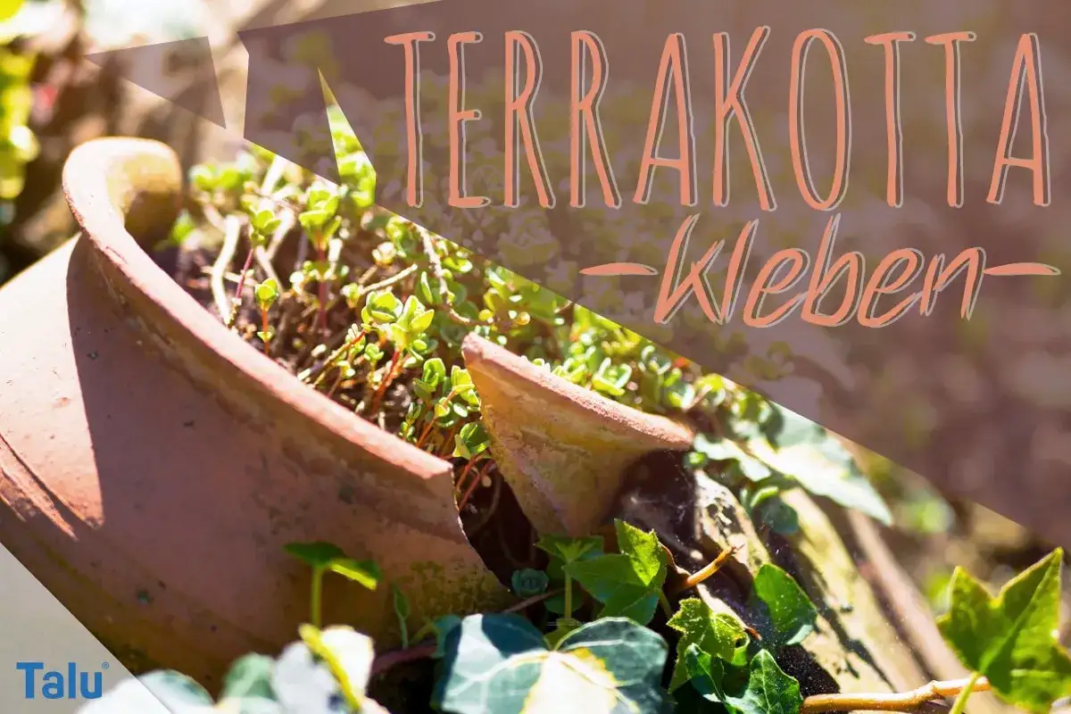 Zerbrochener Terrakotta-Blumentopf mit Pflanzen. Anleitung zum **Tontopf reparieren** mit Kleber.