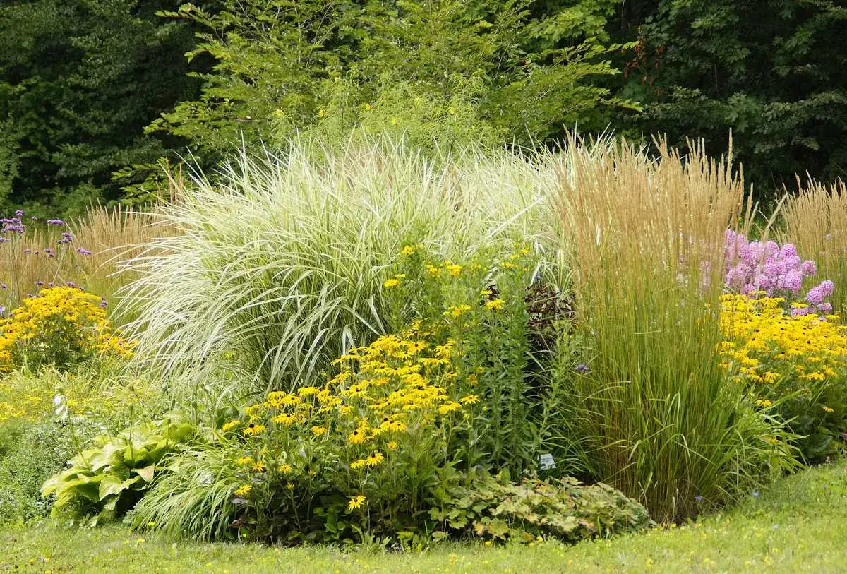 Magnifique parterre de fleurs vivaces avec gramin&eacute;es, rudbeckias jaunes et fleurs violettes. Une belle id&eacute;e pour un jardin color&eacute;.