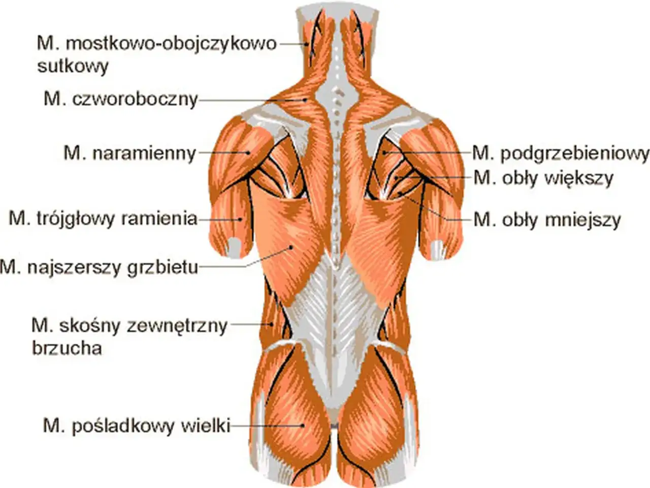 Anatomia pleców z widocznymi mięśniami: czworoboczny, najszerszy grzbietu, skośny zewnętrzny brzucha i pośladkowy wielki.
