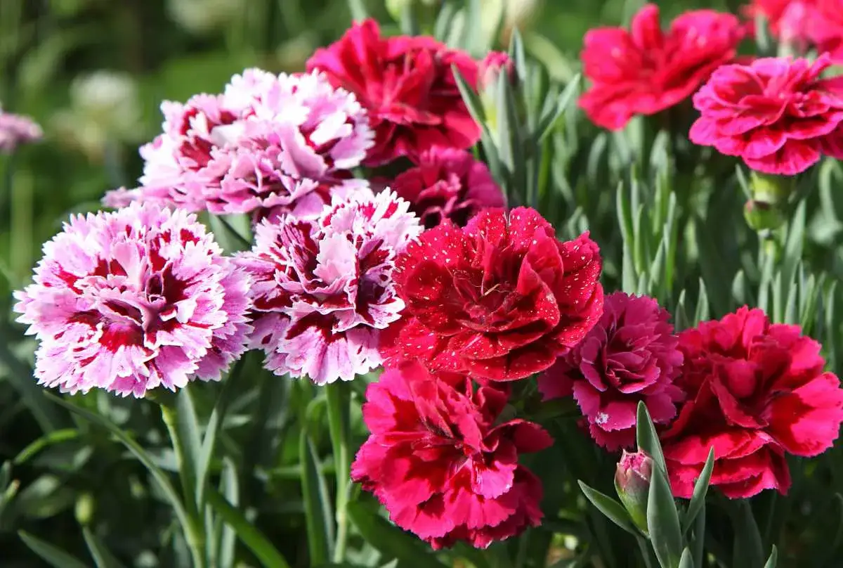 Un bouquet d'&oelig;illets communs aux teintes roses et rouges, certains mouchet&eacute;s, d'autres d'un rouge profond parsem&eacute; de gouttelettes.