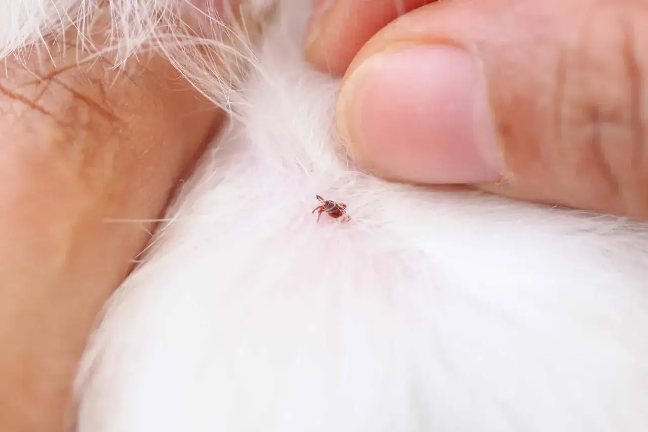 Un dito rimuove un pappataci da un cane dal pelo bianco.