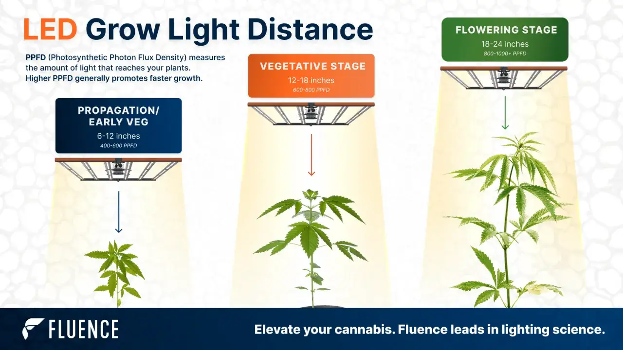 Bilden visar hur ljusintensitet (PPFD) från LED-lampor påverkar cannabisplantor i olika tillväxtstadier.